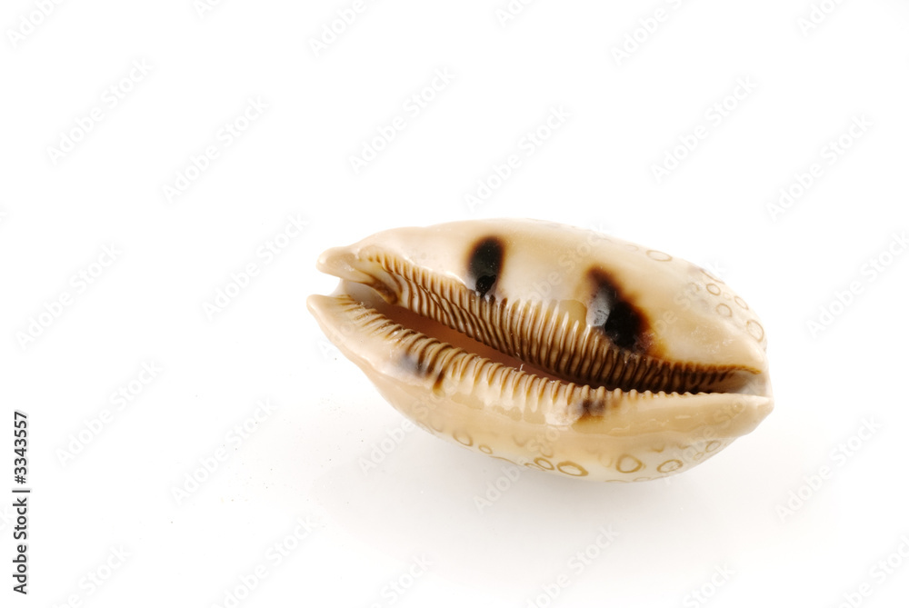 sea-shell sea-shell