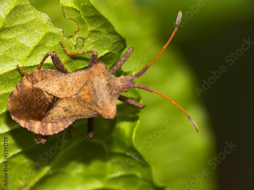 squash bug