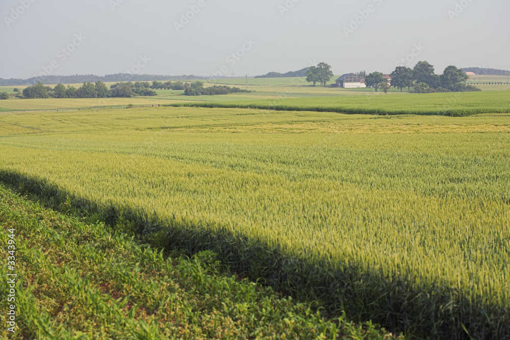 Fototapeta premium reifezeit