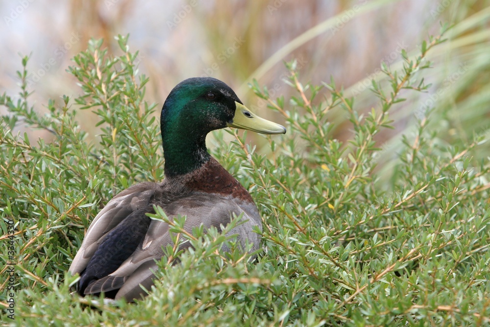 wild duck wild duck
