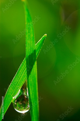 dew drop © Simon Bradley