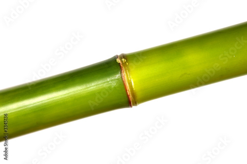 tige de bambou