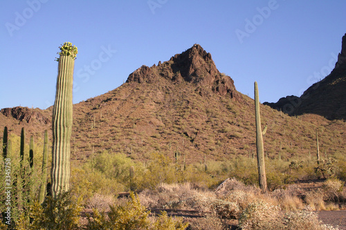 arizona desert photo