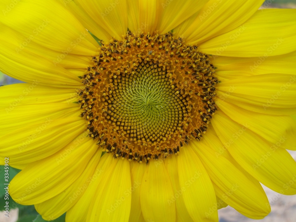 Obraz premium sunflower