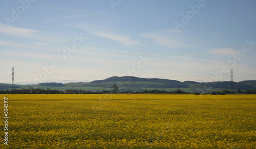 field of yellow flowers in spring