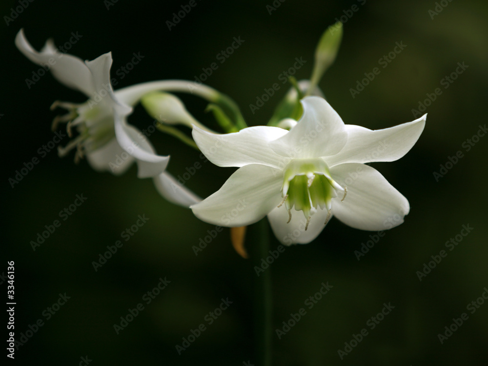 Fototapeta premium orchids