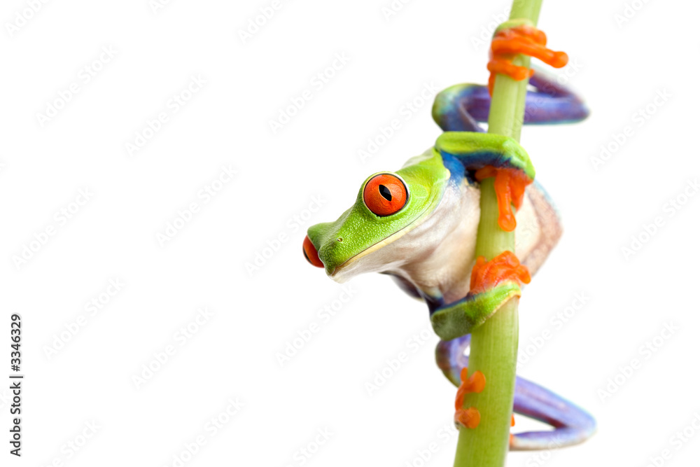 Fototapeta premium frog climbing