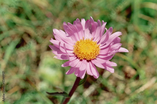 fleur alpine