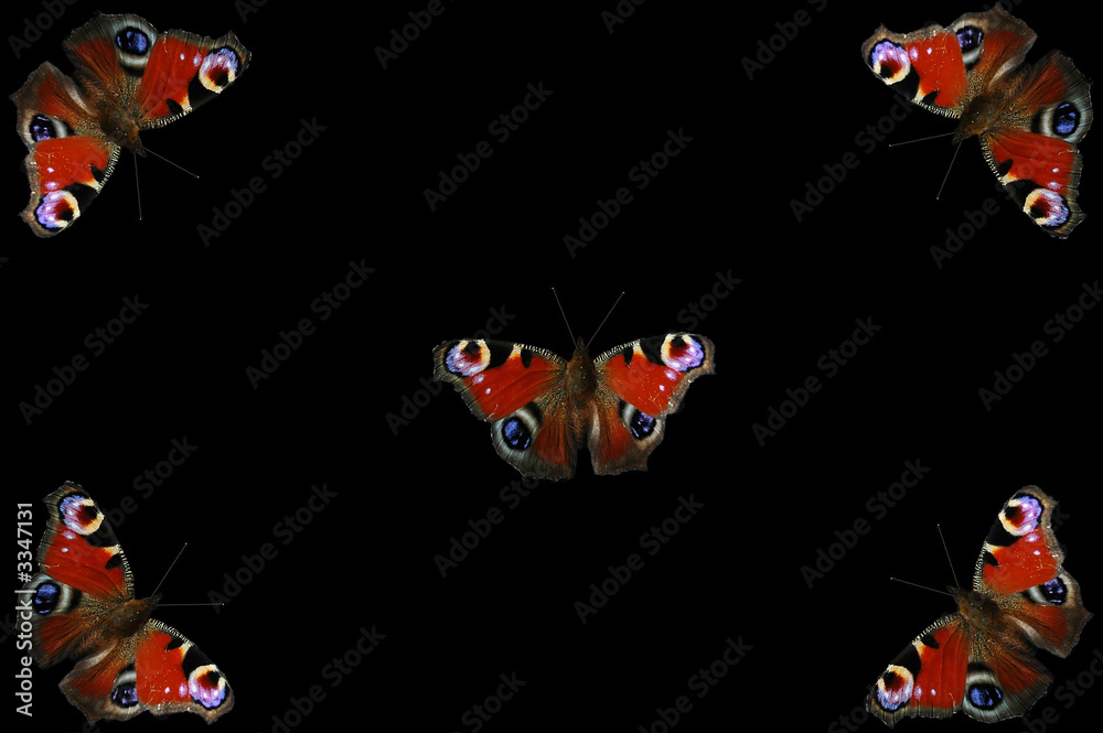 Obraz premium peacock butterflies