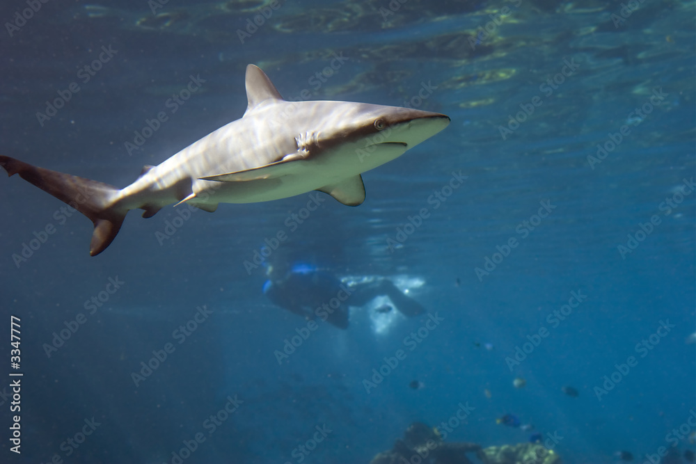 blktipshark blktipshark