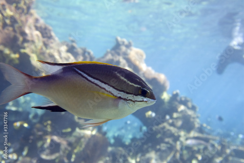 squirrelfish