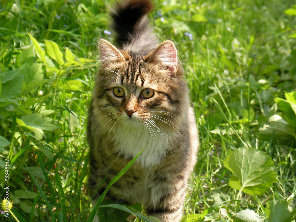 cat in green grass