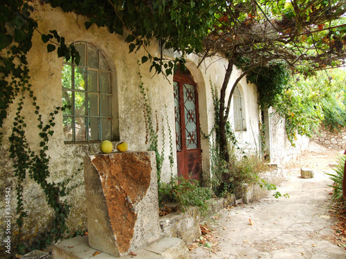 Fotografering greek courtyard with grapevine