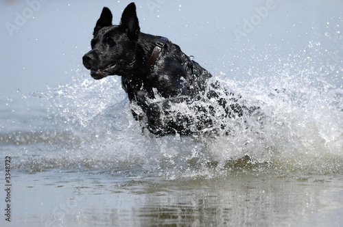 black dog in the water