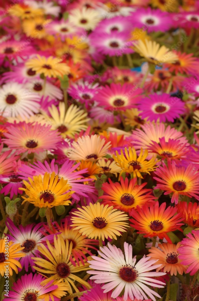 osteospermum flowers lots