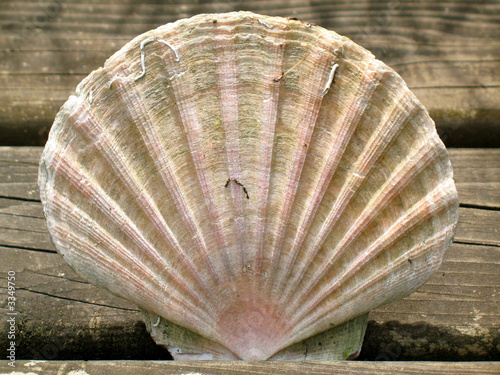 large seashell