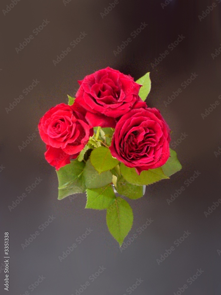 Fototapeta premium red roses