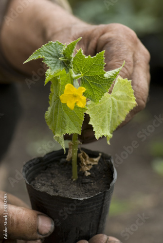 Canvastavla young cucumber plant