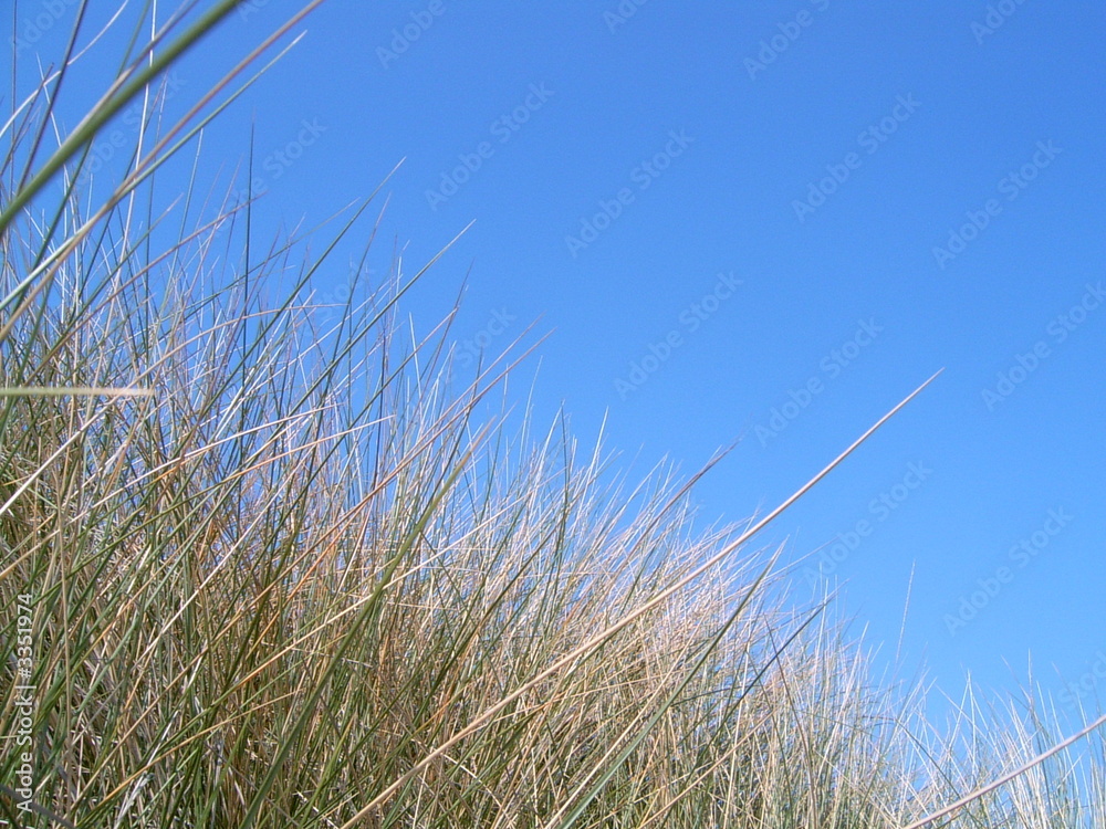 herbes de dune