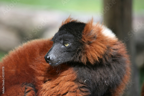 roter vari