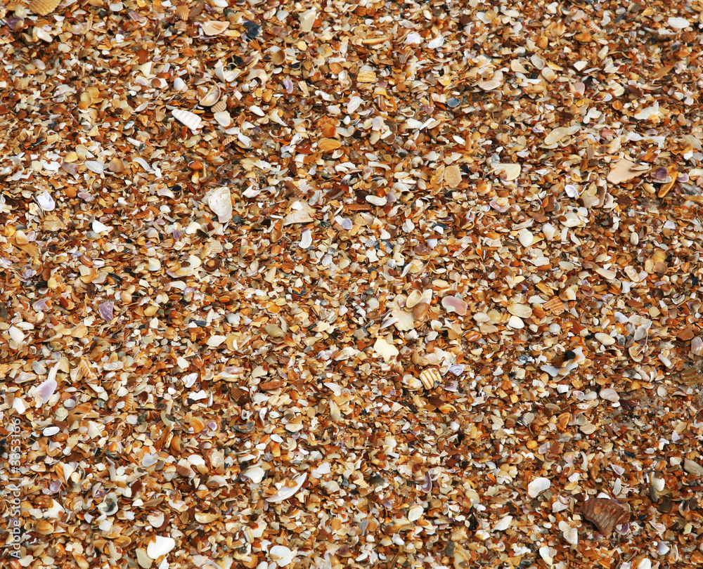 seashells seashells