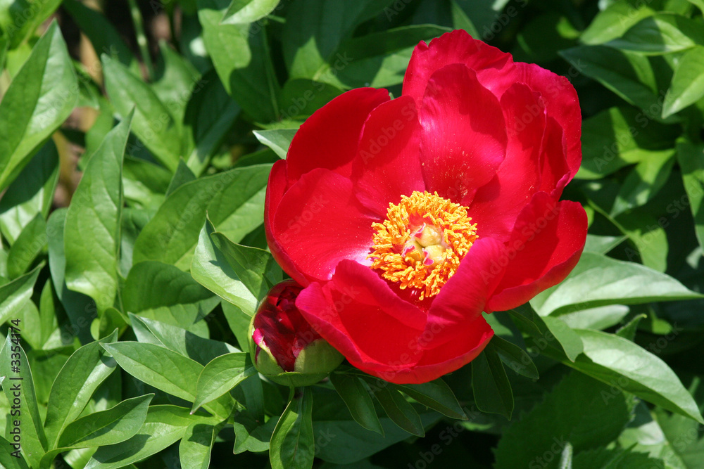 red peony flower red peony flower