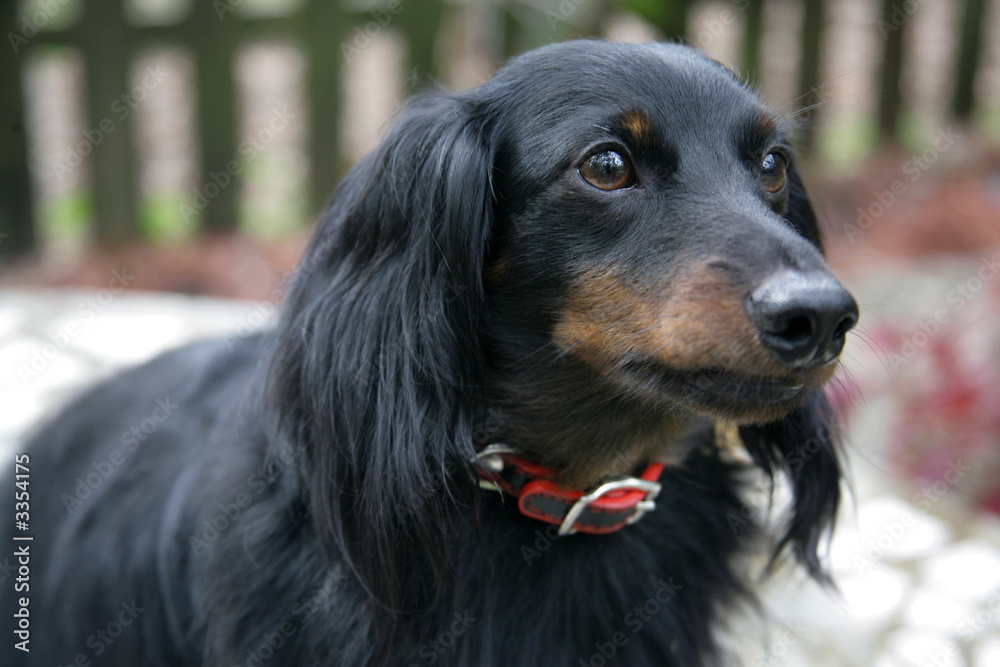 dachshund closeup portrait