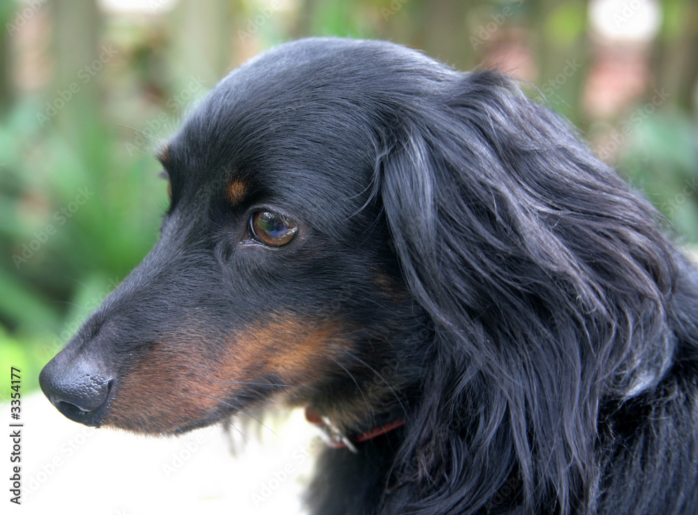 dachshund in profile