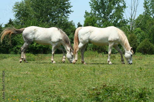 two white horses © Jim Mills