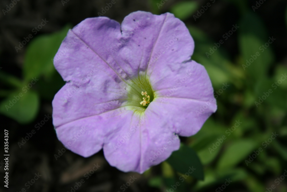 light purple pansy