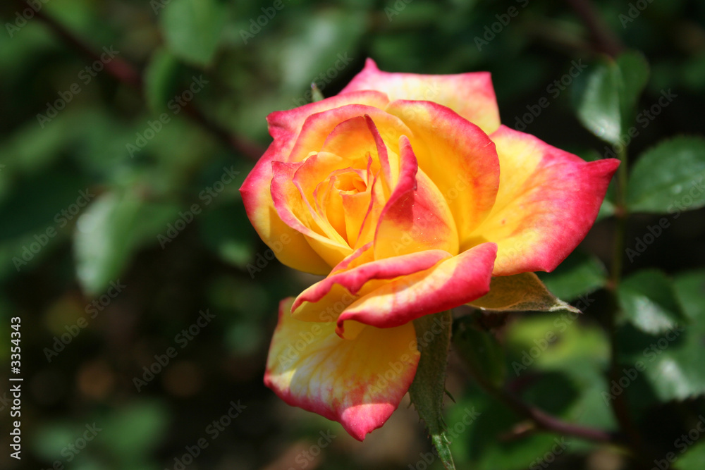 colored rose colored rose