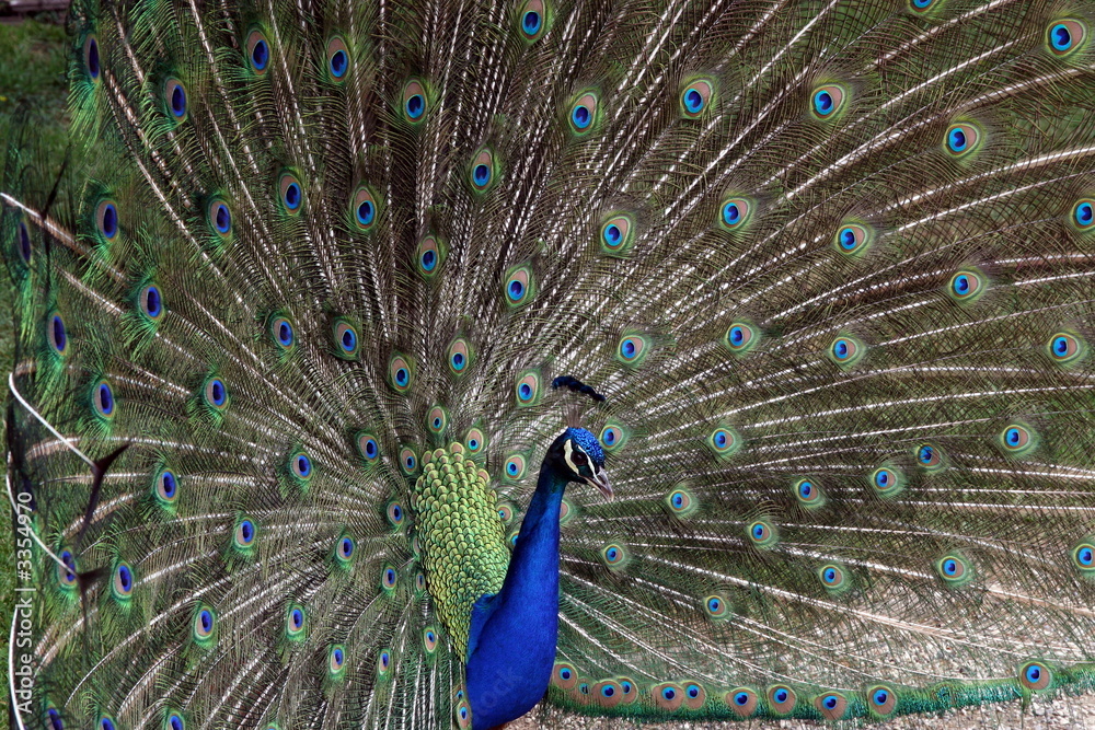 Naklejka premium peacock