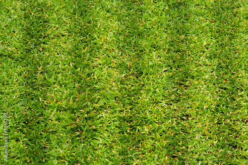 grass turf