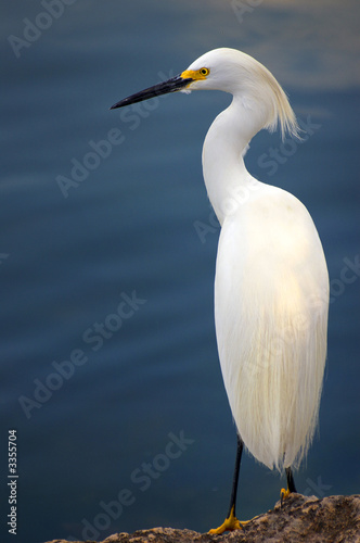 egret
