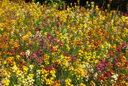 colourful flower bed photo