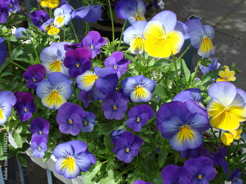 pansies