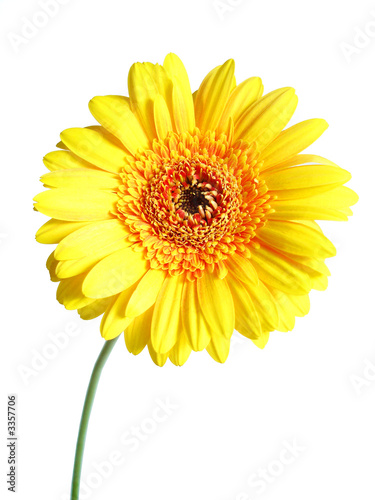 yellow gerber