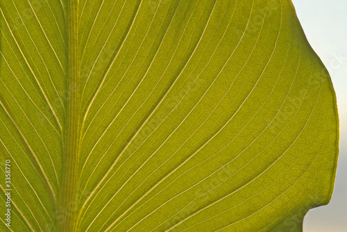 detailed kalla's leaf
