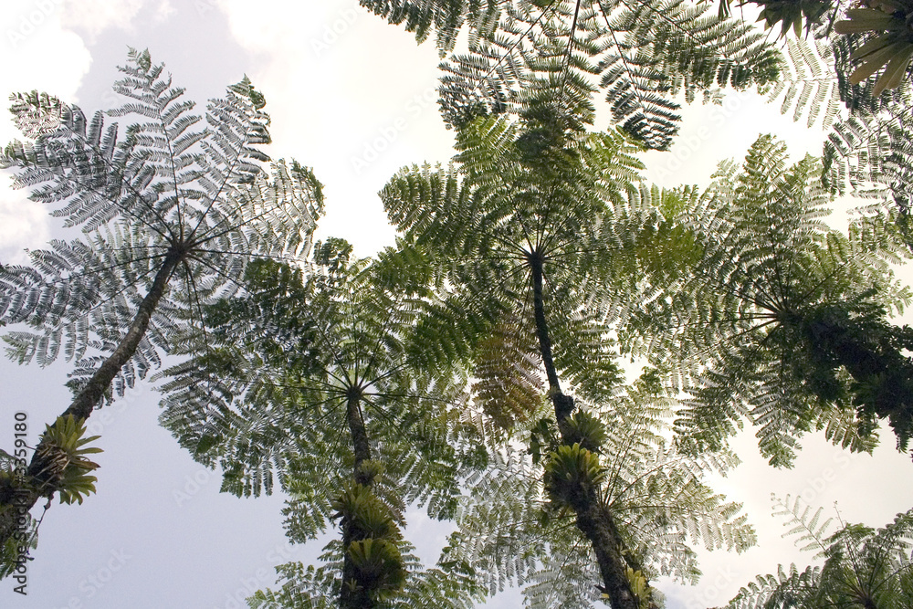 Obraz premium fougères arborescentes