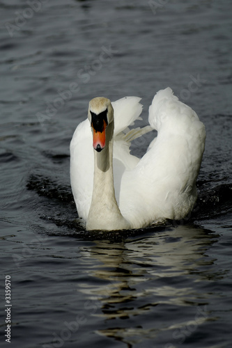 regal swan