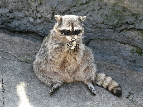 racoon