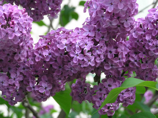 Papier peint photo Lilas Grappes de lilas mauves délicates  © Pol Maria