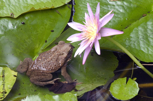 grenouille et nénuphar