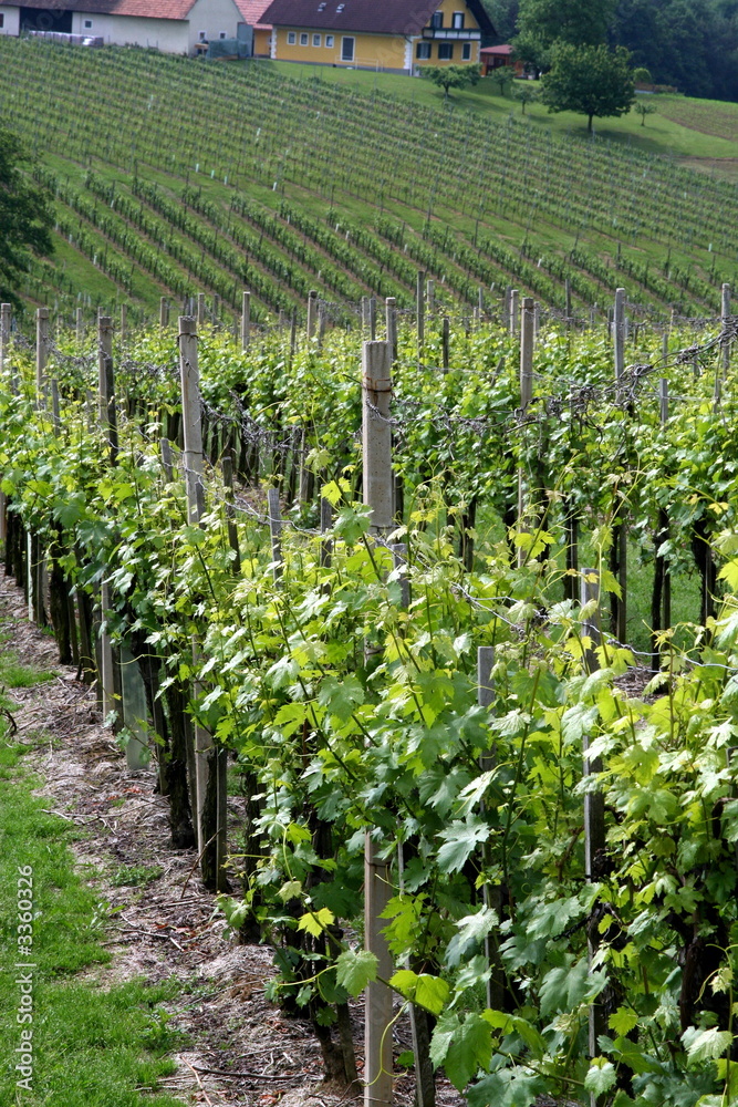 vineyard
