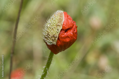 Plakat w ramie coquelicots 34