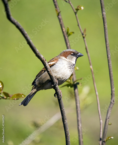 sparrow on a green spring background