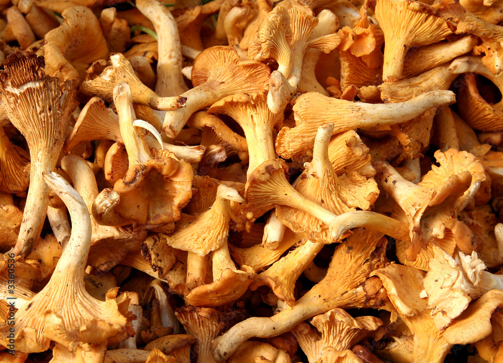 wild mushrooms wild mushrooms
