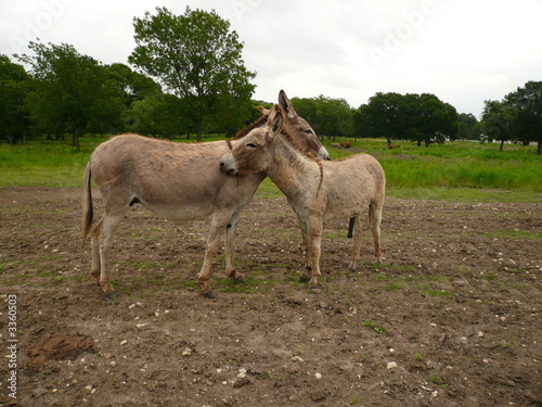 backscratching donkeys © Susan Waldron