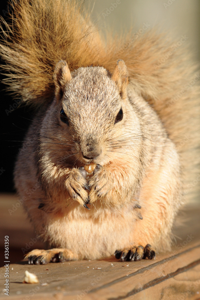cute blond squirrel eating a nut cute blond squirrel eating a nut