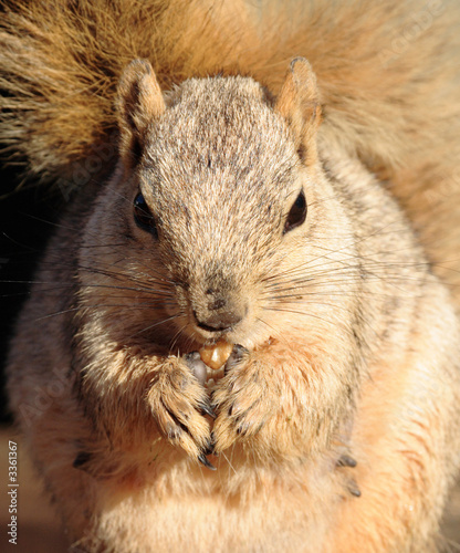 cute blond squirrel close-up © James Phelps JR